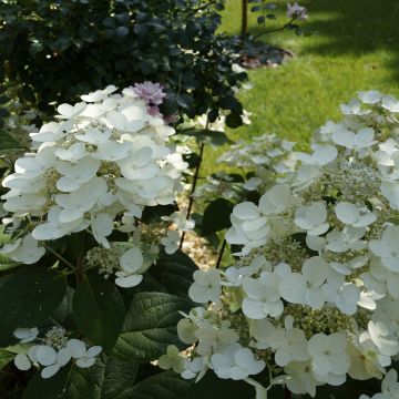 Hydrangea paniculata Bombshell - Pluimhortensia