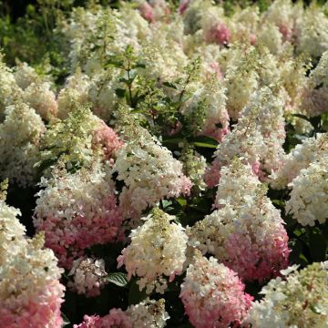 Hydrangea paniculata Candlelight - Pluimhortensia