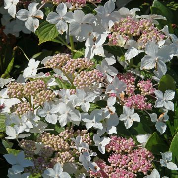 Hydrangea paniculata Confetti - Pluimhortensia