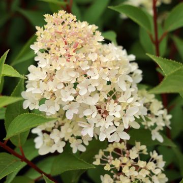 Hydrangea paniculata Coussine (Petite Flori) - Dwergpluimhortensia
