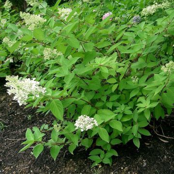 Hydrangea paniculata Grandiflora - Pluimhortensia