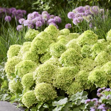 Hydrangea paniculata Groundbreaker Greeny - Dwergpluimhortensia