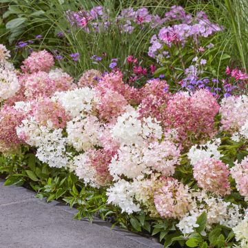 Hydrangea paniculata Groundbreaker Blush - Dwergpluimhortensia