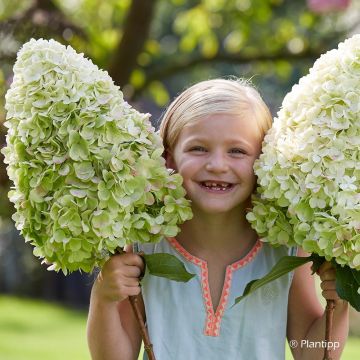 Hydrangea paniculata Hercules - Pluimhortensia