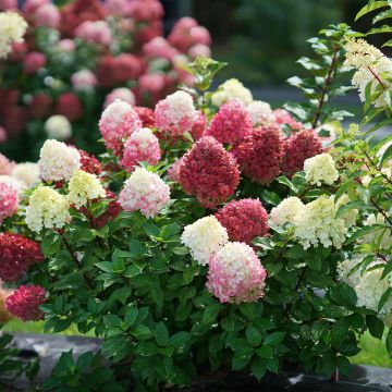 Hydrangea paniculata Little Lime® Punch - Dwergpluimhortensia