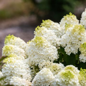 Hydrangea paniculata Little Hottie First Editions - Dwergpluimhortensia