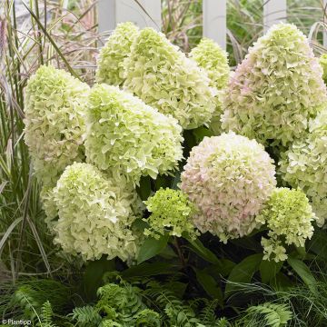 Hydrangea paniculata Little Fraise - Dwergpluimhortensia