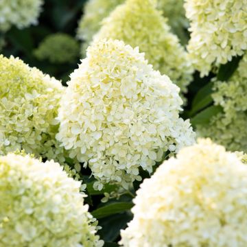 Hydrangea paniculata Living Cotton Cream - Pluimhortensia
