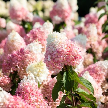 Hydrangea paniculata Living Strawberry Blossom - Pluimhortensia