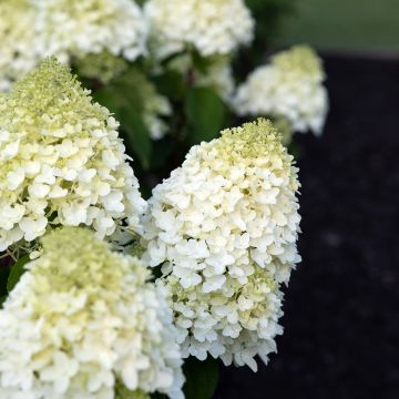 Hydrangea paniculata Living Sugar Rush - Pluimhortensia