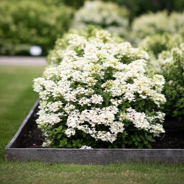 Hydrangea paniculata Living Touch of Pink - Pluimhortensia