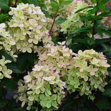 Hydrangea paniculata Pastelgreen - Pluimhortensia