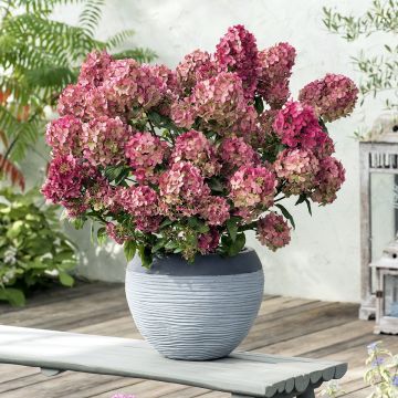 Hydrangea paniculata Petite Star - Dwergpluimhortensia