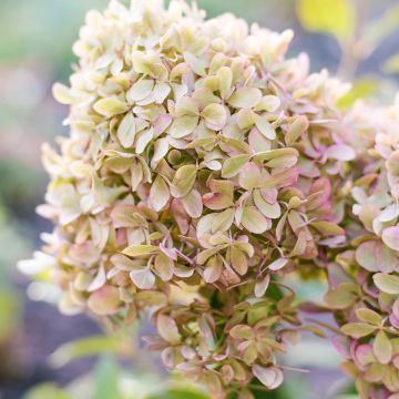 Hydrangea paniculata Pixio - dwergpluimhortensia