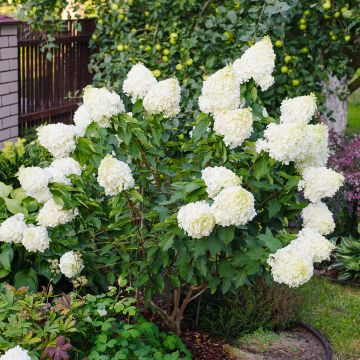 Hydrangea paniculata Polar Bear - Pluimhortensia