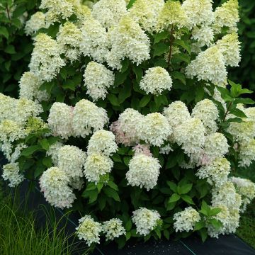 Hydrangea paniculata Quick Fire Fab - Pluimhortensia