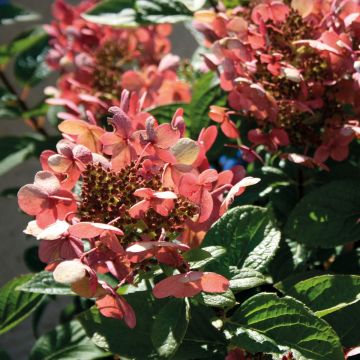 Hydrangea paniculata Sparkling - Pluimhortensia