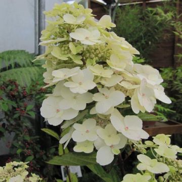 Hydrangea paniculata Unique - Pluimhortensia