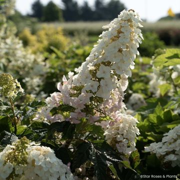 Hydrangea quercifolia Little Yeti - Eikenbladhortensia
