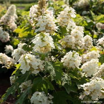 Hydrangea quercifolia Yeti - Eikenbladhortensia