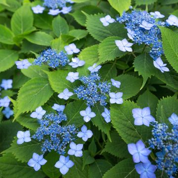 Hydrangea serrata MAGIC SEDUCTION Annie's Blue - Berghortensia