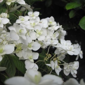 Hydrangea serrata Hakucho - Berghortensia