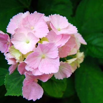 Hydrangea macrophylla Everbloom Pink Wonder - Boerenhortensia