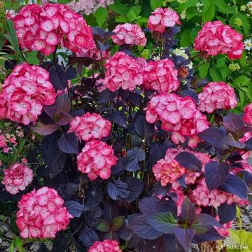 Hydrangea Black Velvet Darbi - Bolhortensia