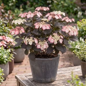 Hydrangea serrata Choco White - Berghortensia