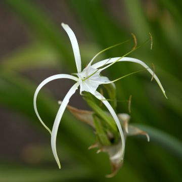 Hymenocallis harrisiana - Mexicaanse spinnenlelie