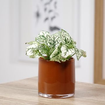 Hypoestes phyllostachya Wit - Sproetenplant