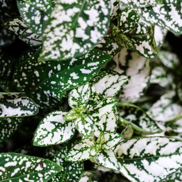 Hypoestes phyllostachya Wit - Sproetenplant