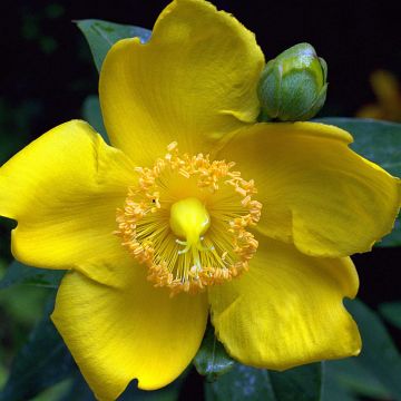 Hypericum Hidcote - Hertshooi