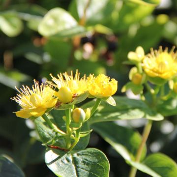 Hypericum inodorum Magical Sunshine - Hertshooi