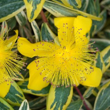Hypericum calycinum Carnival - Hertshooi