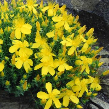 Hypericum olympicum - Olympia-hertshooi