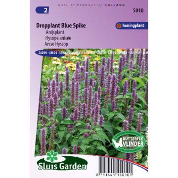 Agastache foeniculum Blue Spike (zaad) - Dropplant