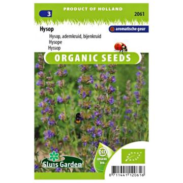 Hyssop BIO - Hyssopus officinalis