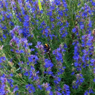 Hyssopus officinalis - Hysop