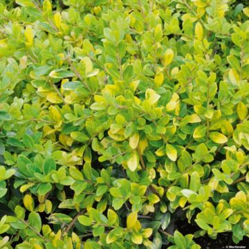 Ilex crenata Golden Gem - Japanse hulst