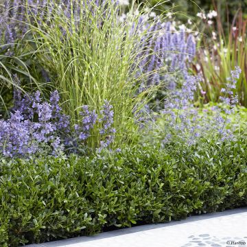 Ilex crenata Luxus Hedge - Japanse hulst