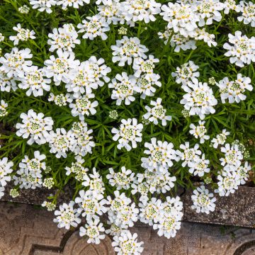Iberis sempervirens Snowflake - Scheefkelk