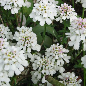 Iberis sempervirens - Scheefkelk