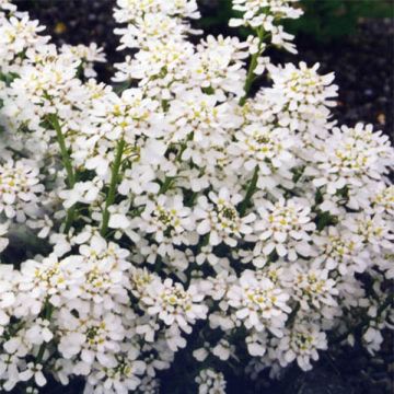 Iberis sempervirens Weisser Zwerg - Scheefkelk