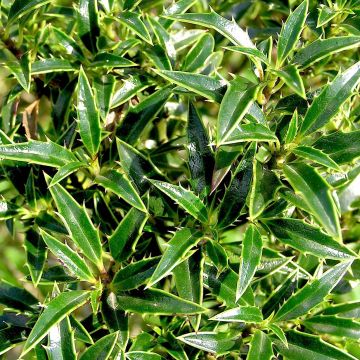 Ilex aquifolium Myrtifolia - Hulst