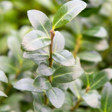 Ilex crenata Caroline Upright - Japanse hulst