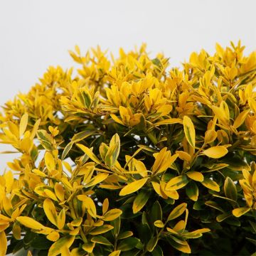 Ilex crenata Lingold - Japanse hulst