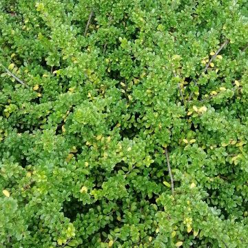 Ilex crenata Convexa in bolvorm gevormd - Japanse hulst