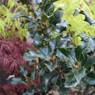 Ilex meserveae Blue Angel - Kastanjebladige hulst