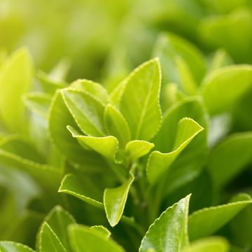 Ilex setchuenensis - Hulst